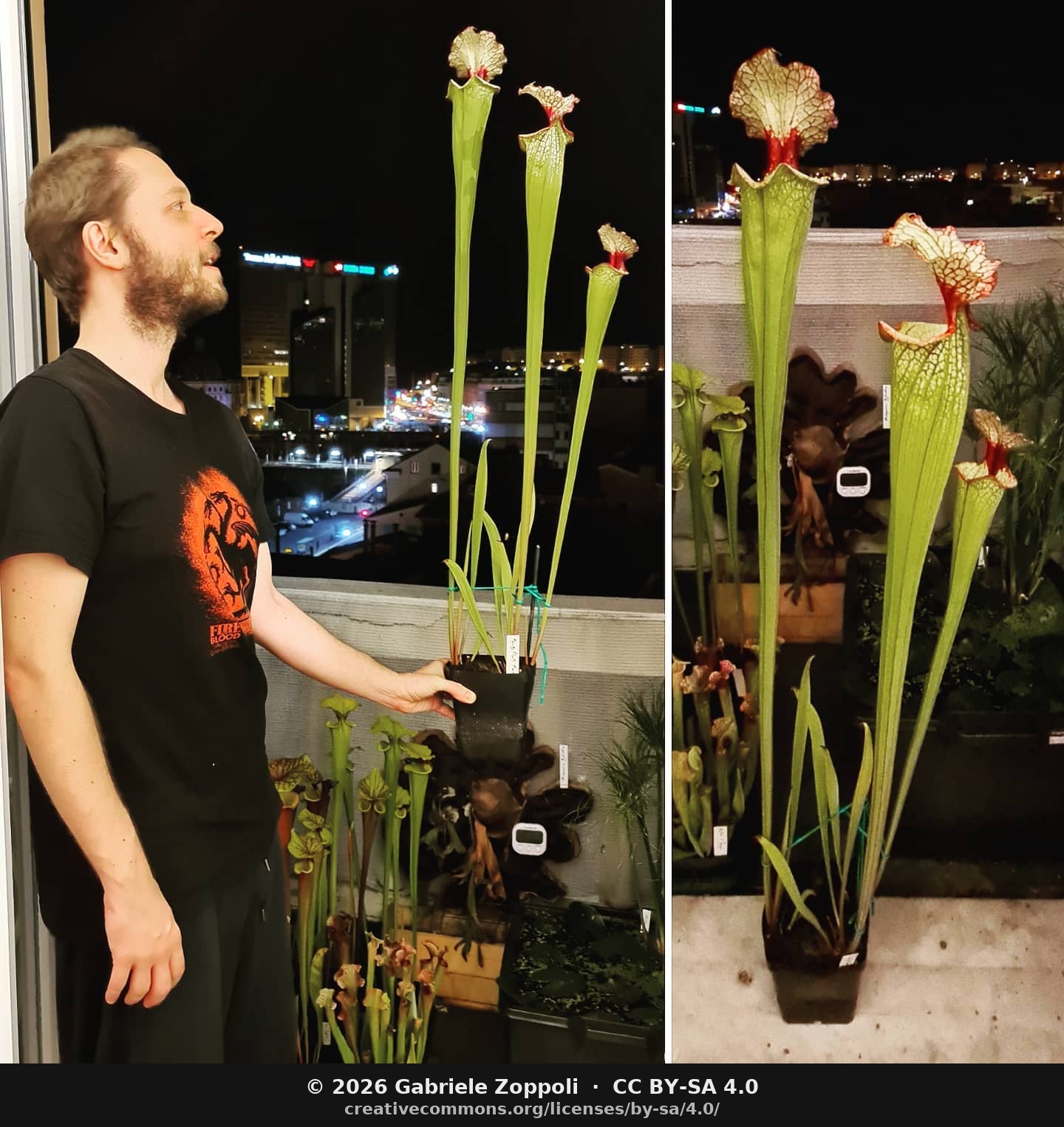 Sarracenia moorei Leah Wilkerson on the balcony at night