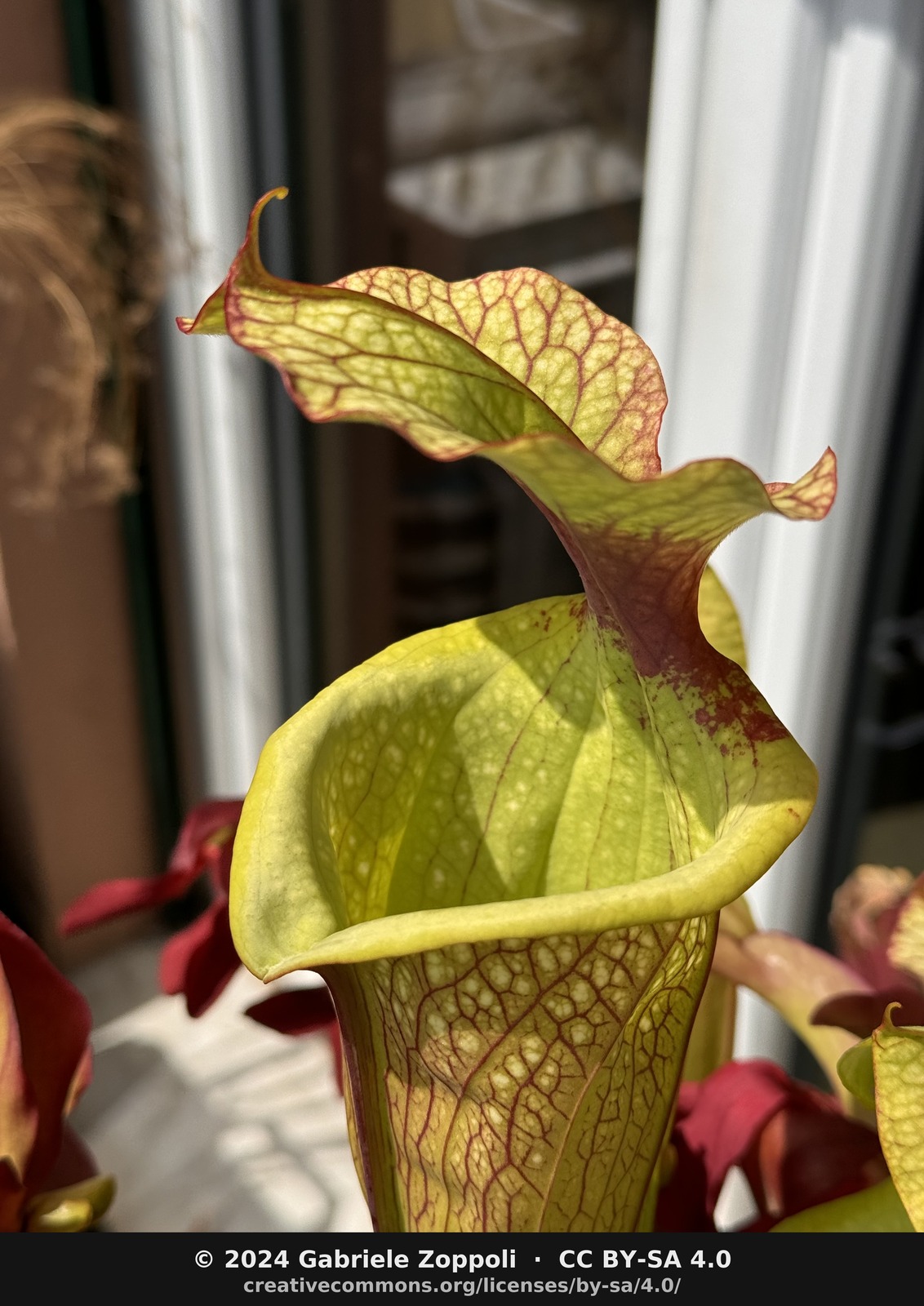 Sarracenia × moorei 'Leah Wilkerson'