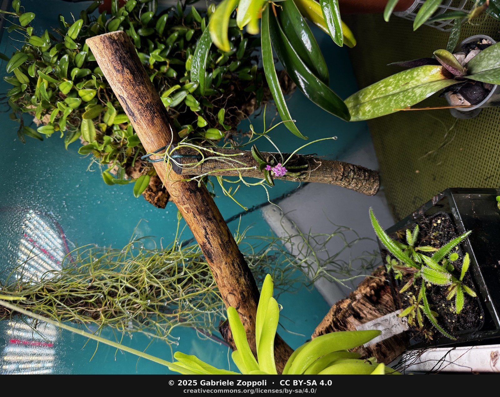 Schoenorchis pachyacris