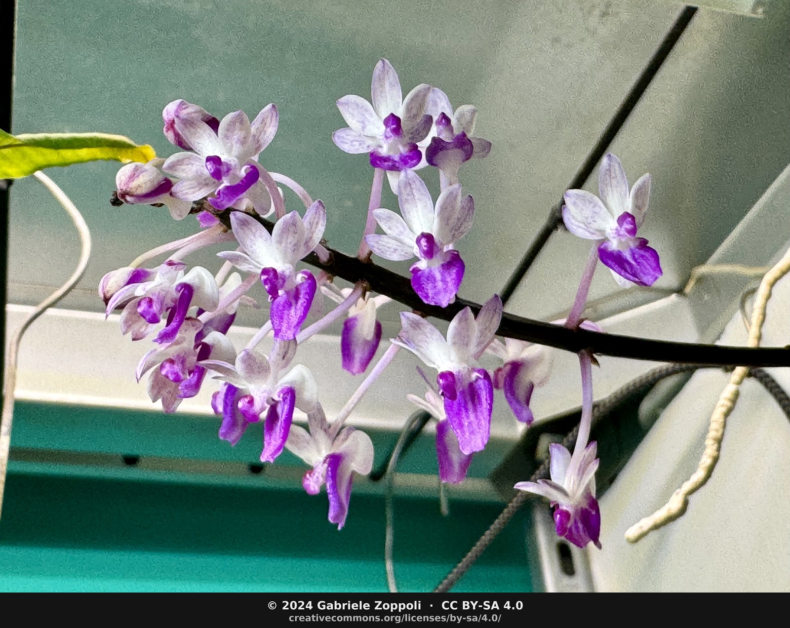 Seidenfadenia mitrata