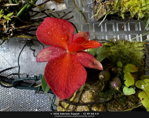 Sophronitis brevipedunculata