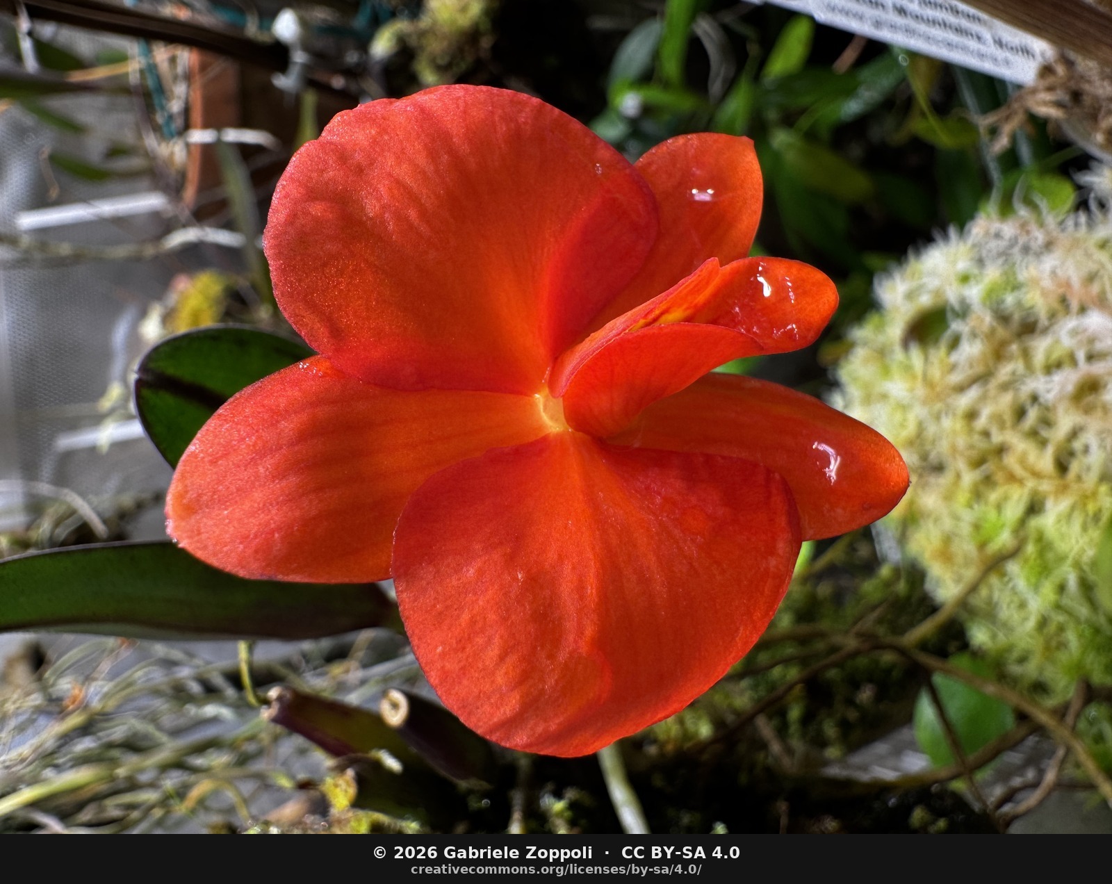 Sophronitis coccinea 4N