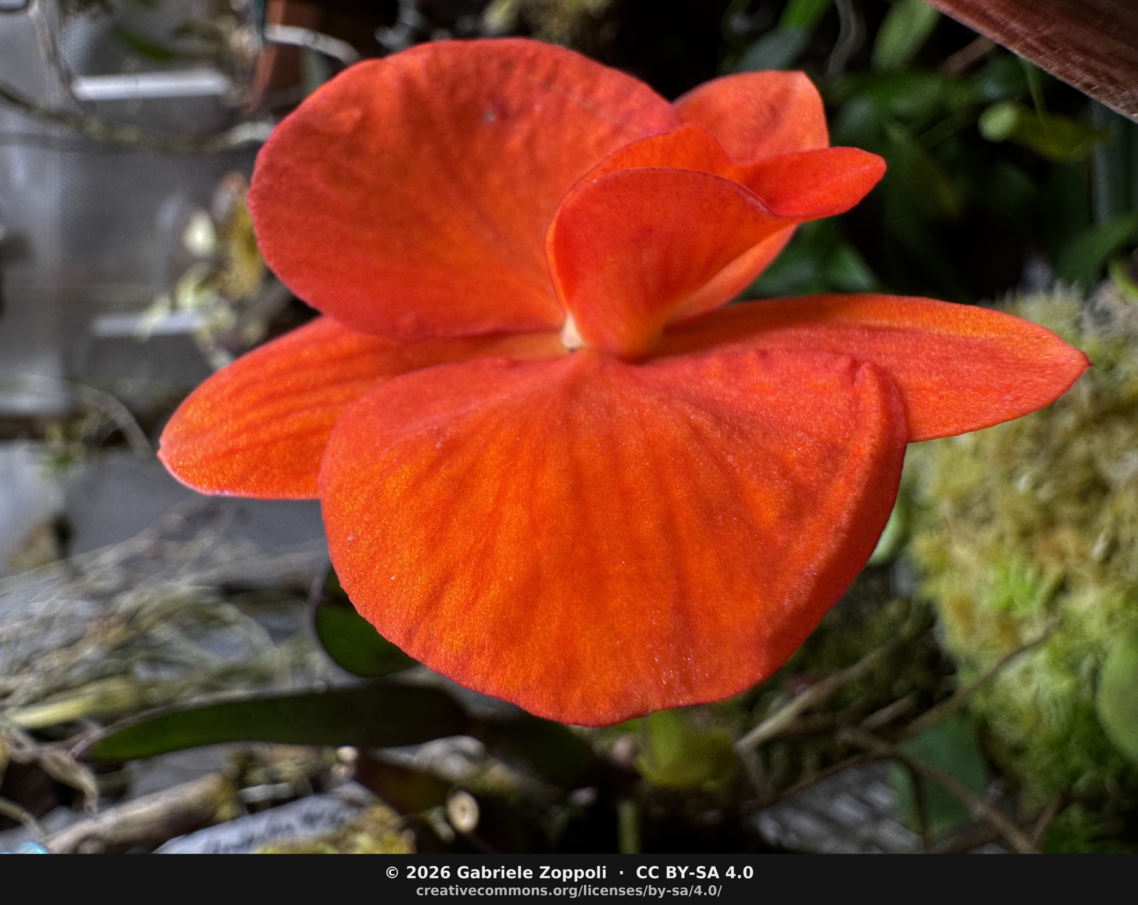 The *Sophronitis coccinea* 'Big One' × 'Hinomaru' 4N GM/WOC flower — the whole reason I was leaning into the cabinet last week.