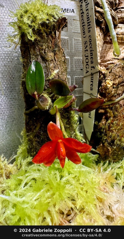 Sophronitis pygmaea