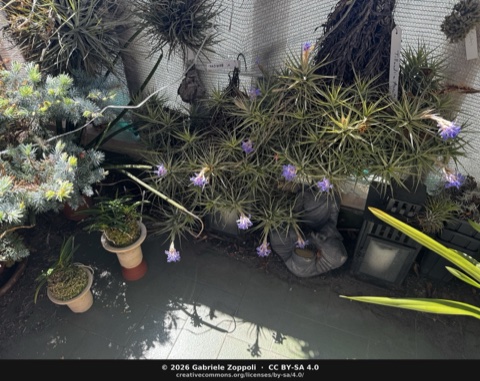 Tillandsia aeranthos