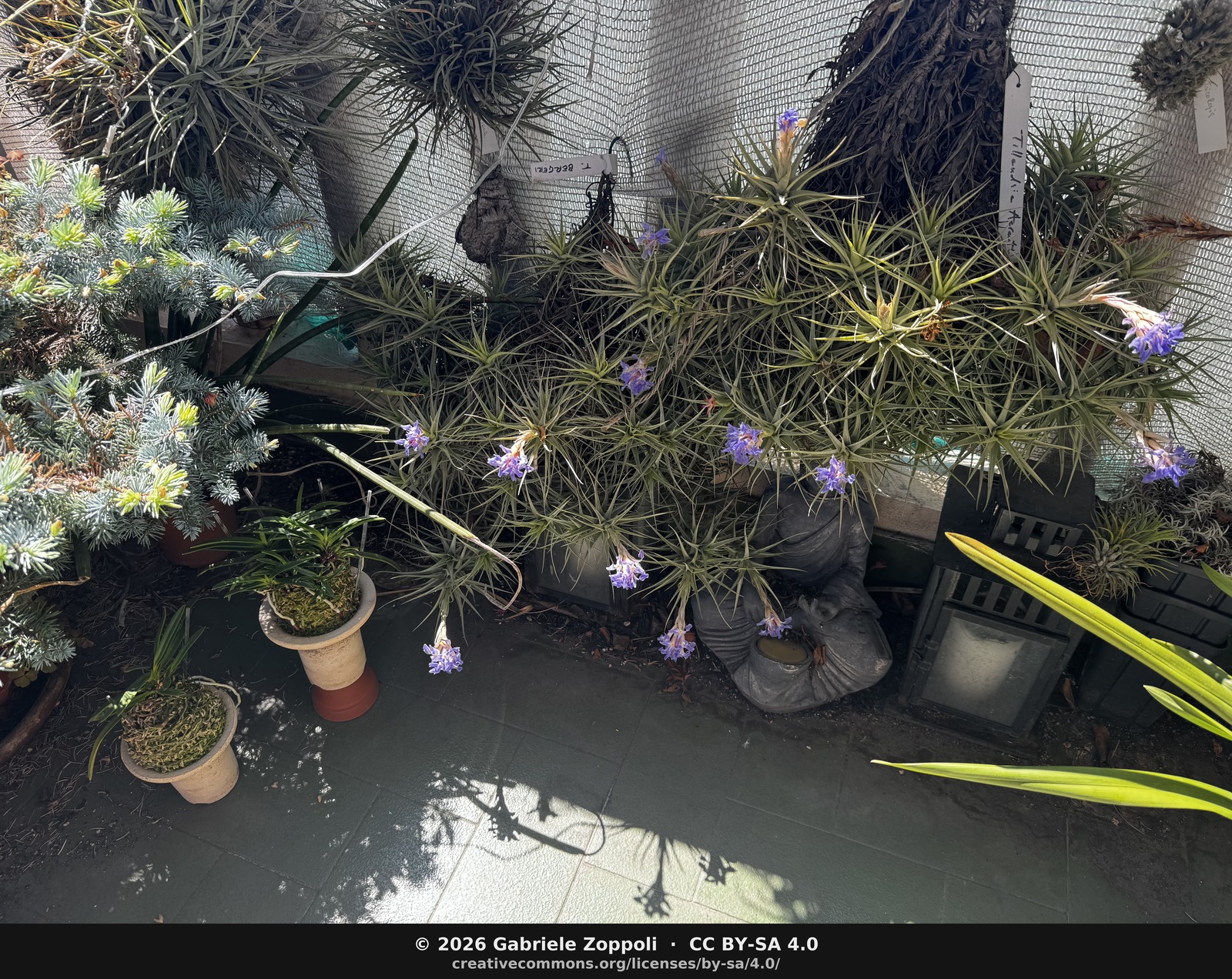 Tillandsia aeranthos