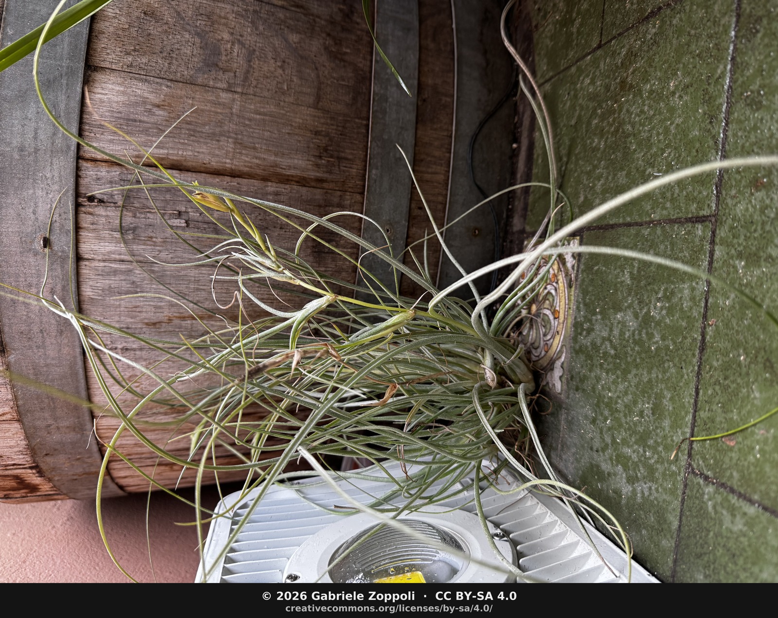 Tillandsia baileyi var. vivipara