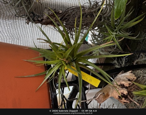Tillandsia didisticha