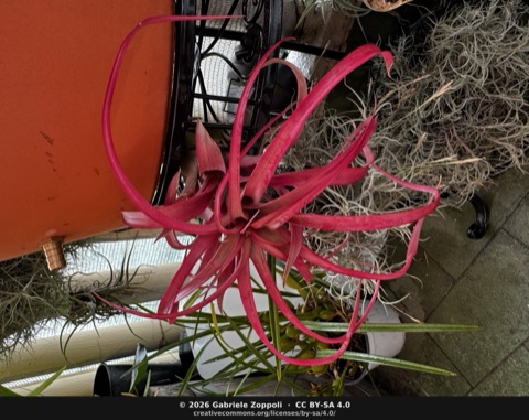 Tillandsia 'Love Knot'