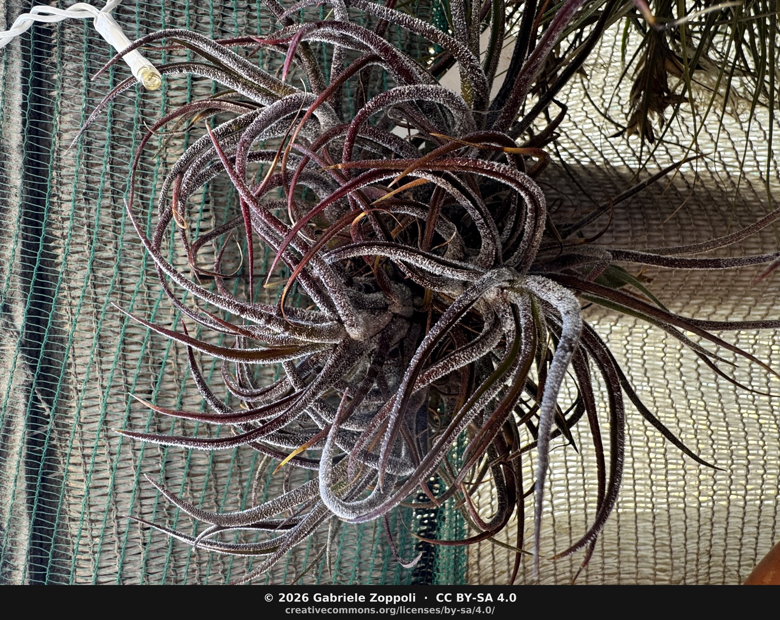 Tillandsia pruinosa