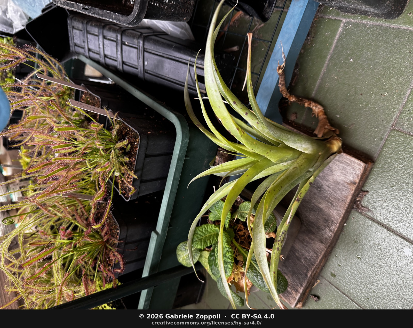 Tillandsia roezlii