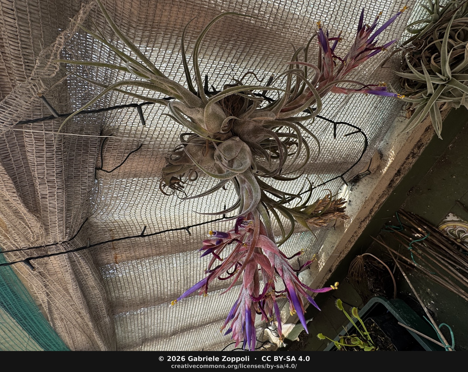 Tillandsia seleriana