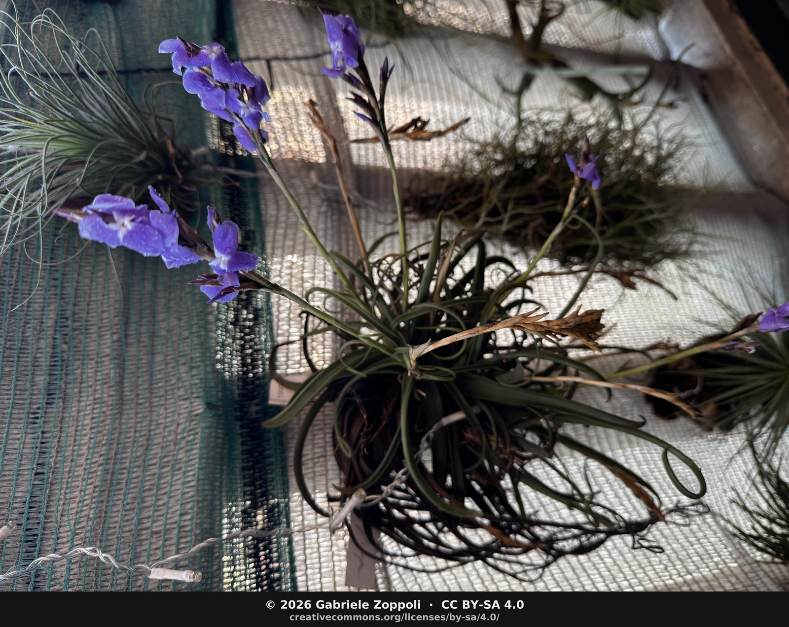 Tillandsia streptocarpa