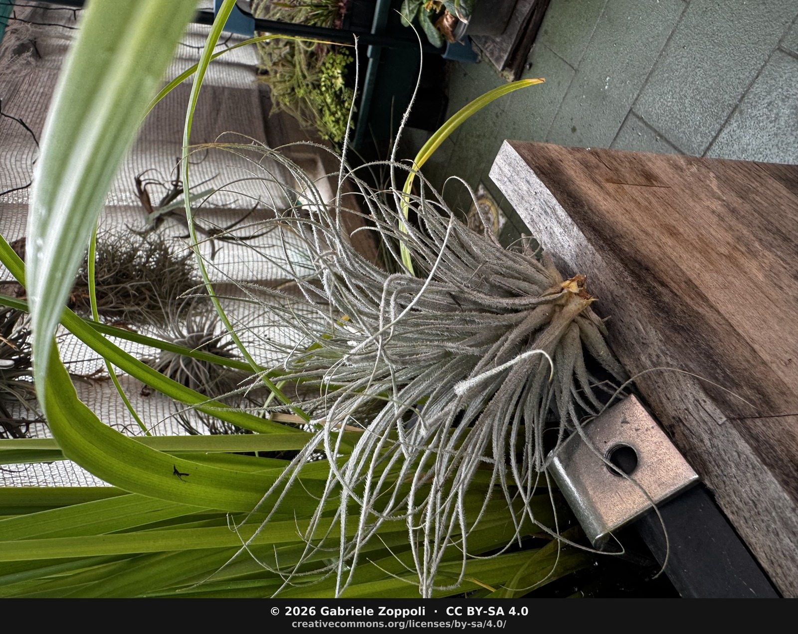 Tillandsia tectorum f. caulescens