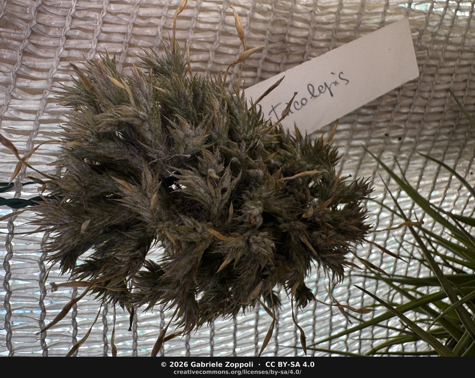 Tillandsia tricholepis
