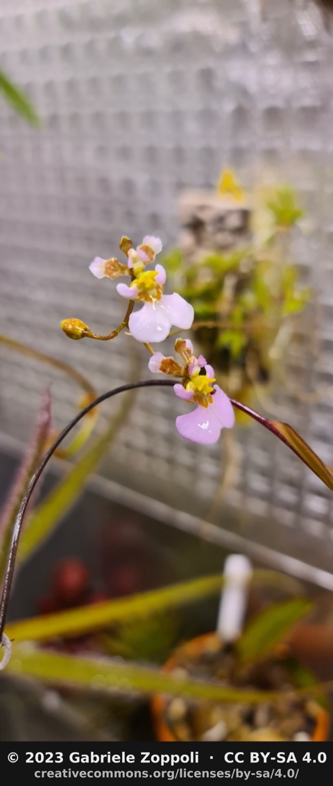 Tolumnia hawkesiana
