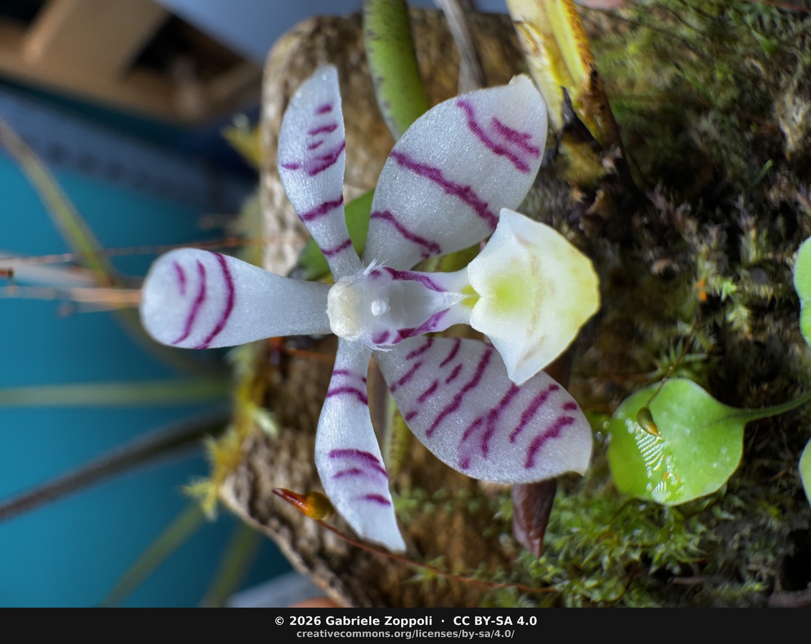 Trichoglottis pusilla