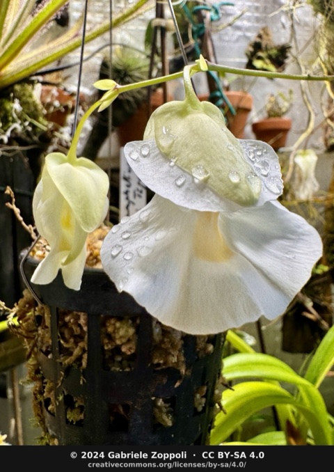 Utricularia alpina