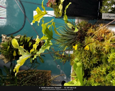 Utricularia prehensilis