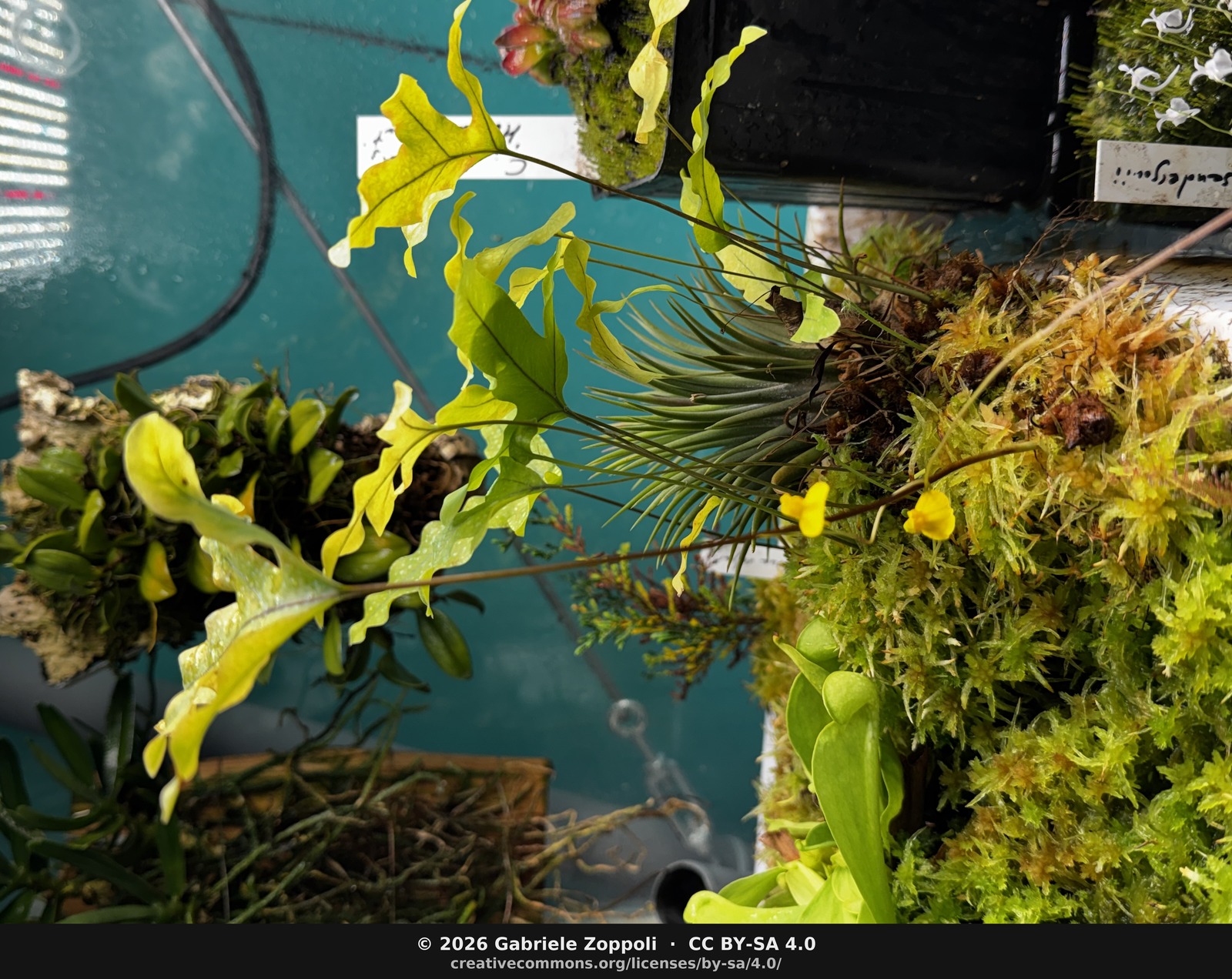 Utricularia prehensilis