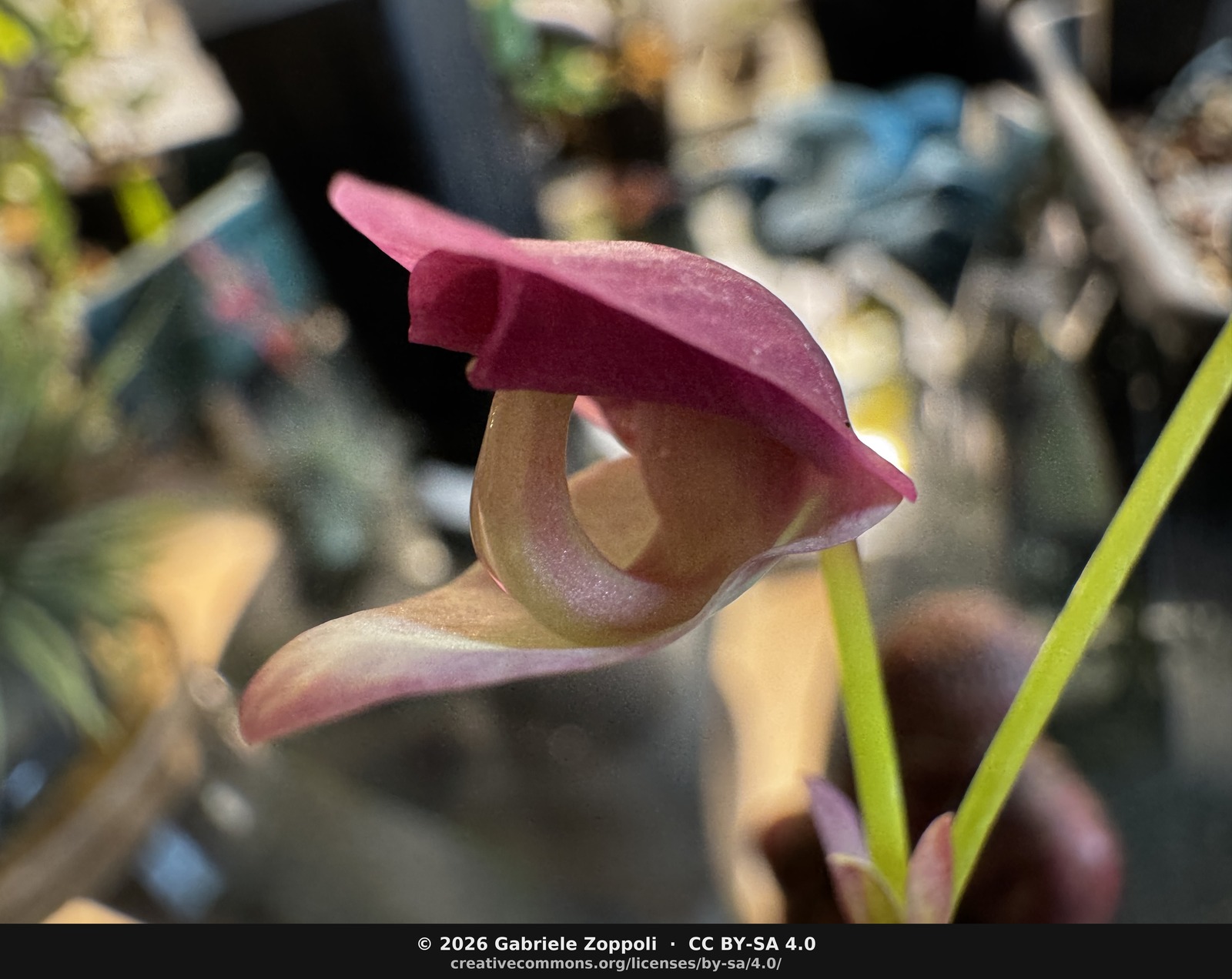 Side profile of the open flower. The galea forms a dark hood; the yellow-cream gullet is visible underneath, and the lower lip extends forward — the structure that mimics an orchid corolla closely enough to fool sphingid pollinators on the tepui summits.