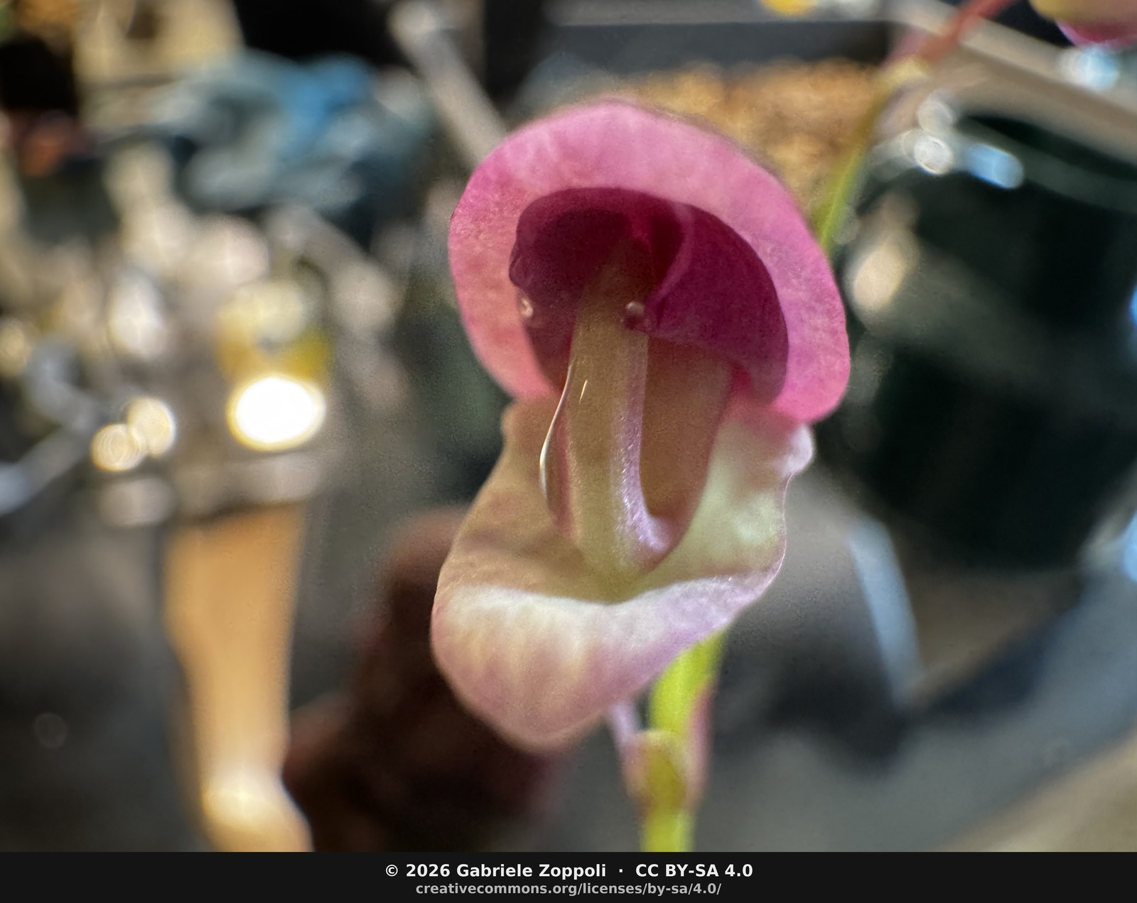 Head-on. The two dark blotches inside the throat are the callus markings that section *Orchidioides* shares — they sit at the base of the column and presumably function as nectar guides.