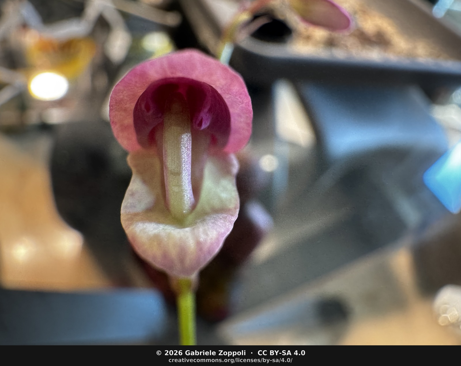 Macro of the open face. The greenish column projects forward through the throat; the magenta venation on the lower lip catches the cabinet light.