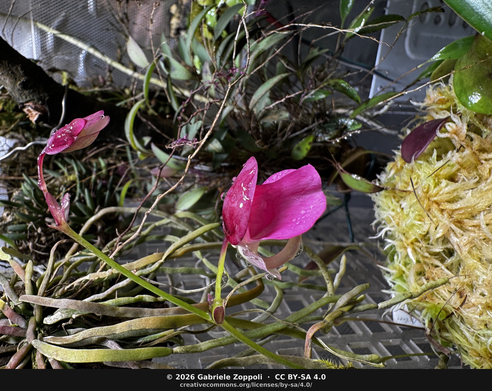 Both flowers open on the same scape. The kokedama and the surrounding cabinet planting are visible in the background.