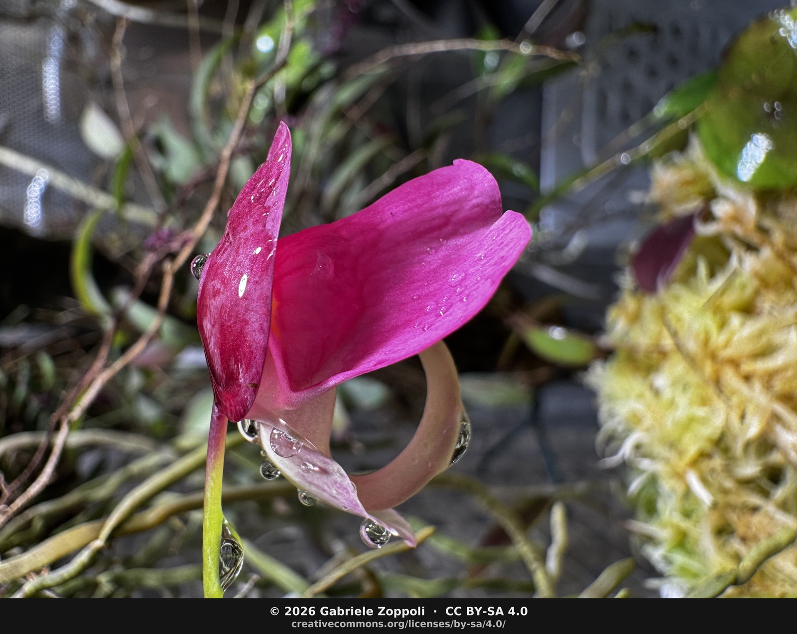 Utricularia quelchii