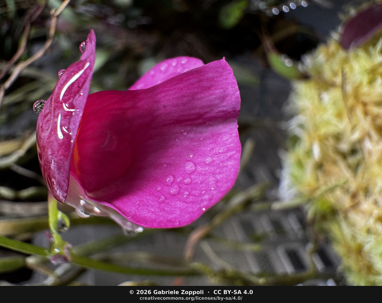 Macro into the throat of the second flower. The yellow callus and column structure read identically to the first.