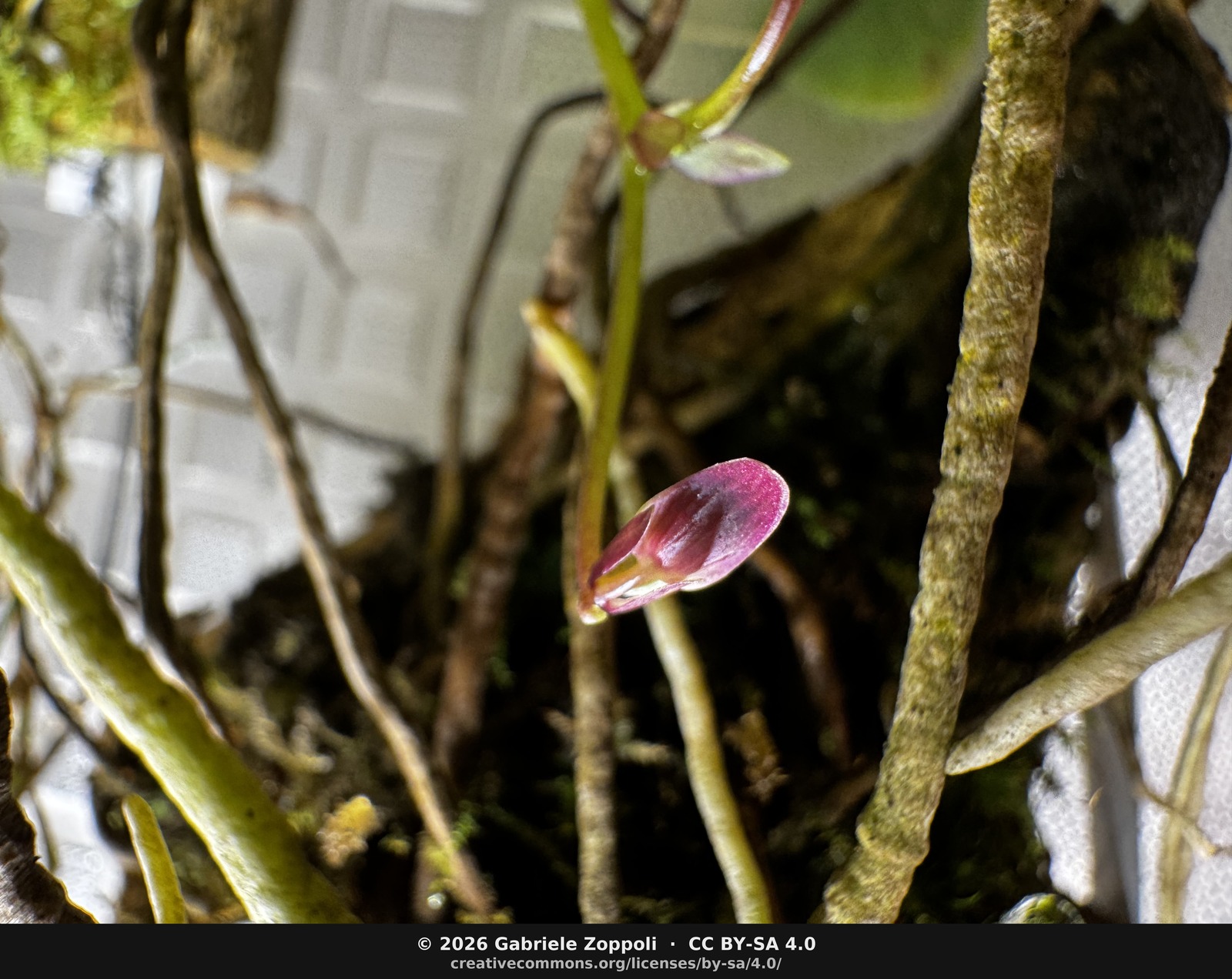 The larger of the two buds, closer in. The lower-lip sac is already well-formed; the colour is a dense red-purple against the cabinet's white wall.
