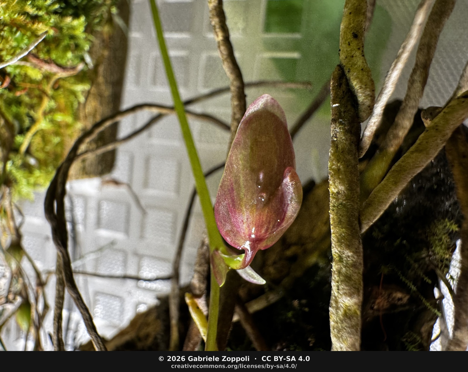 The second bud, still small and pointed, sitting lower on the peduncle.