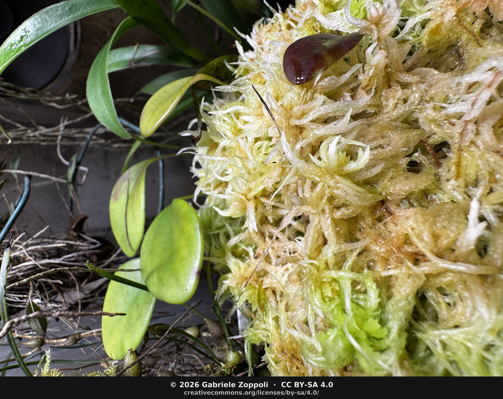 Top-down over the pot. The dark teardrop on the sphagnum isn't a bud — it's one of those purple-tinged leaves, just about the darkest I have on the plant right now.