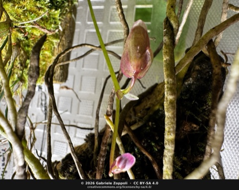 Utricularia quelchii