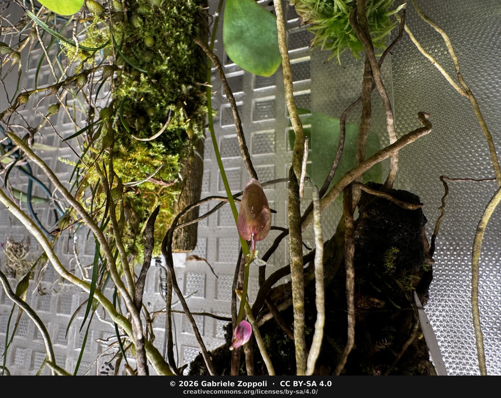 Both buds together on the same peduncle, pulled back to show the tangle of *Sophronitis* aerial roots they had to thread through.