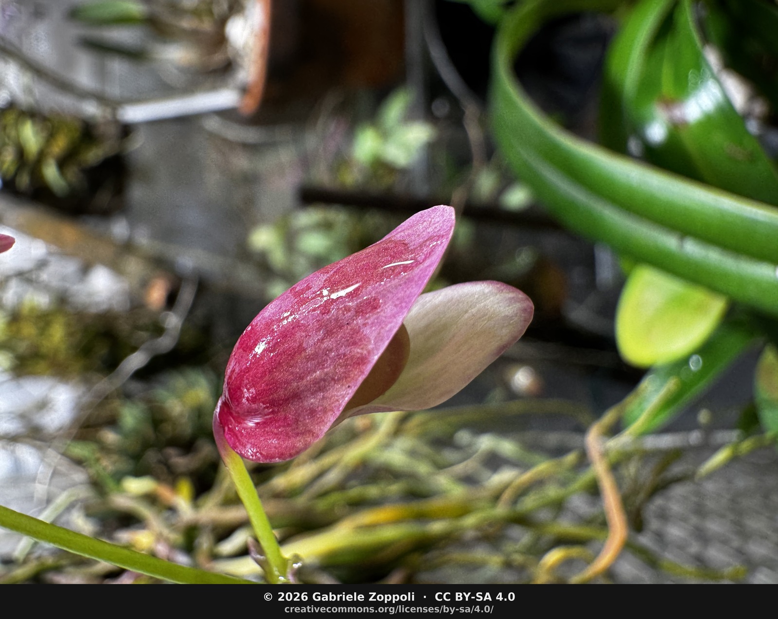 The bud cracking open. The lower lip is just starting to peel away from the galea — the glossy red-purple is at peak saturation right before the corolla unfolds.