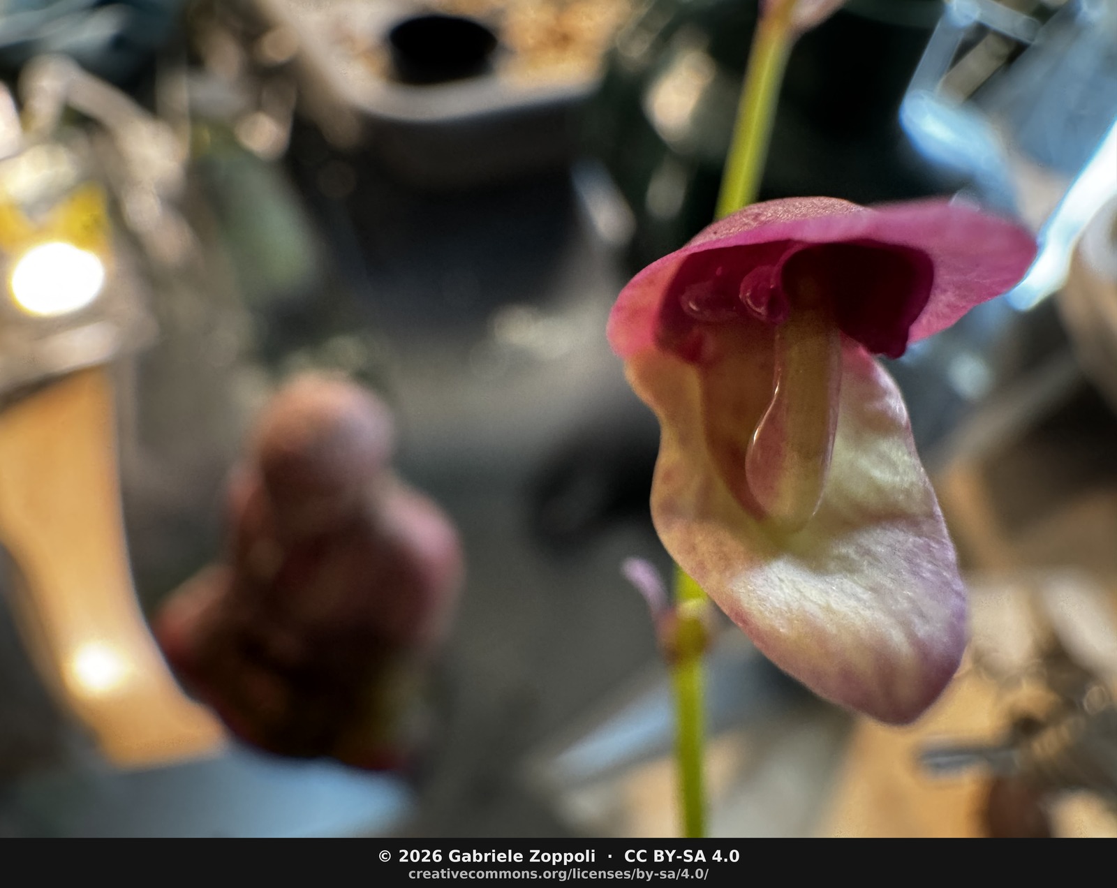 Three-quarters view, with the second (still-closed) bud visible below. The yellow-cream of the throat is a clean contrast against the magenta hood and the cooler-pink lip.