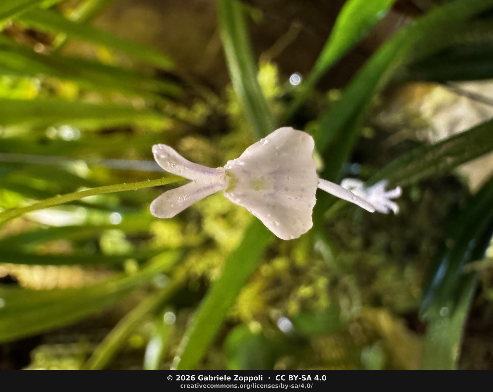 Utricularia sandersonii (white)
