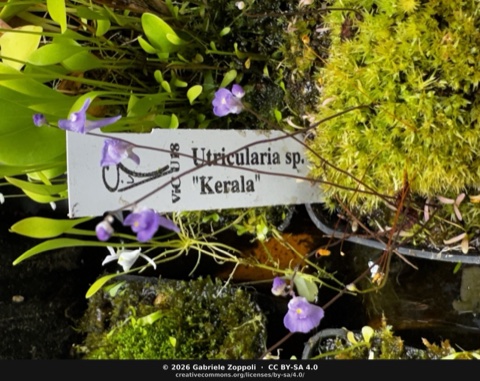 Utricularia sp. Kerala