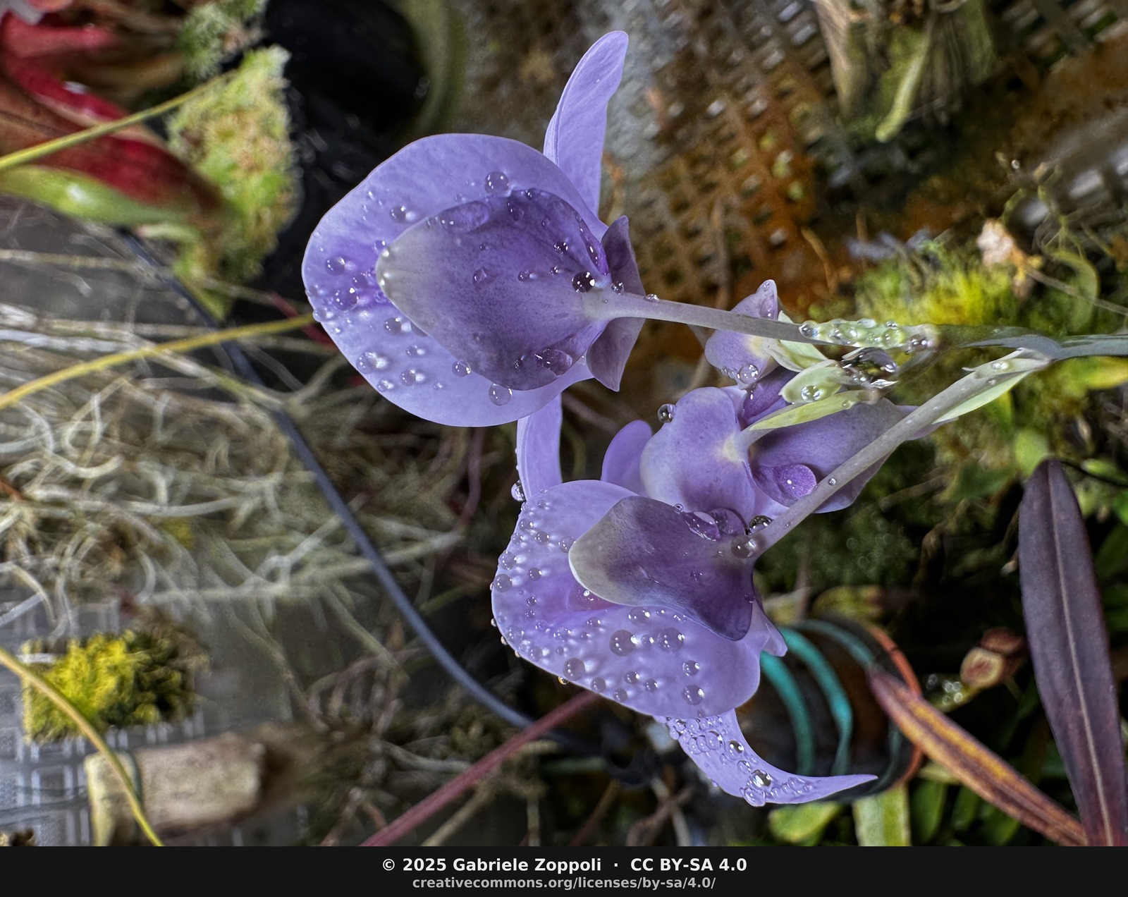 Utricularia × nelumbifolia × reniformis