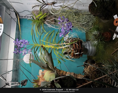 Vanda coerulescens