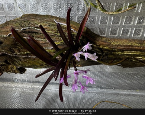 Vanda nana
