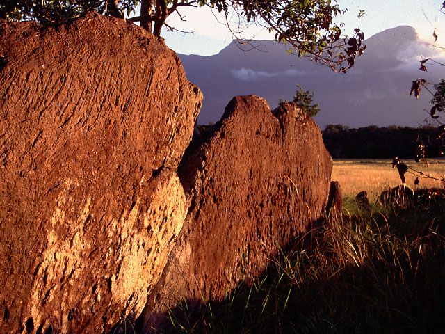 Cerro Duida from La Esmeralda. Photo: David23021984, public domain (Wikimedia Commons).
