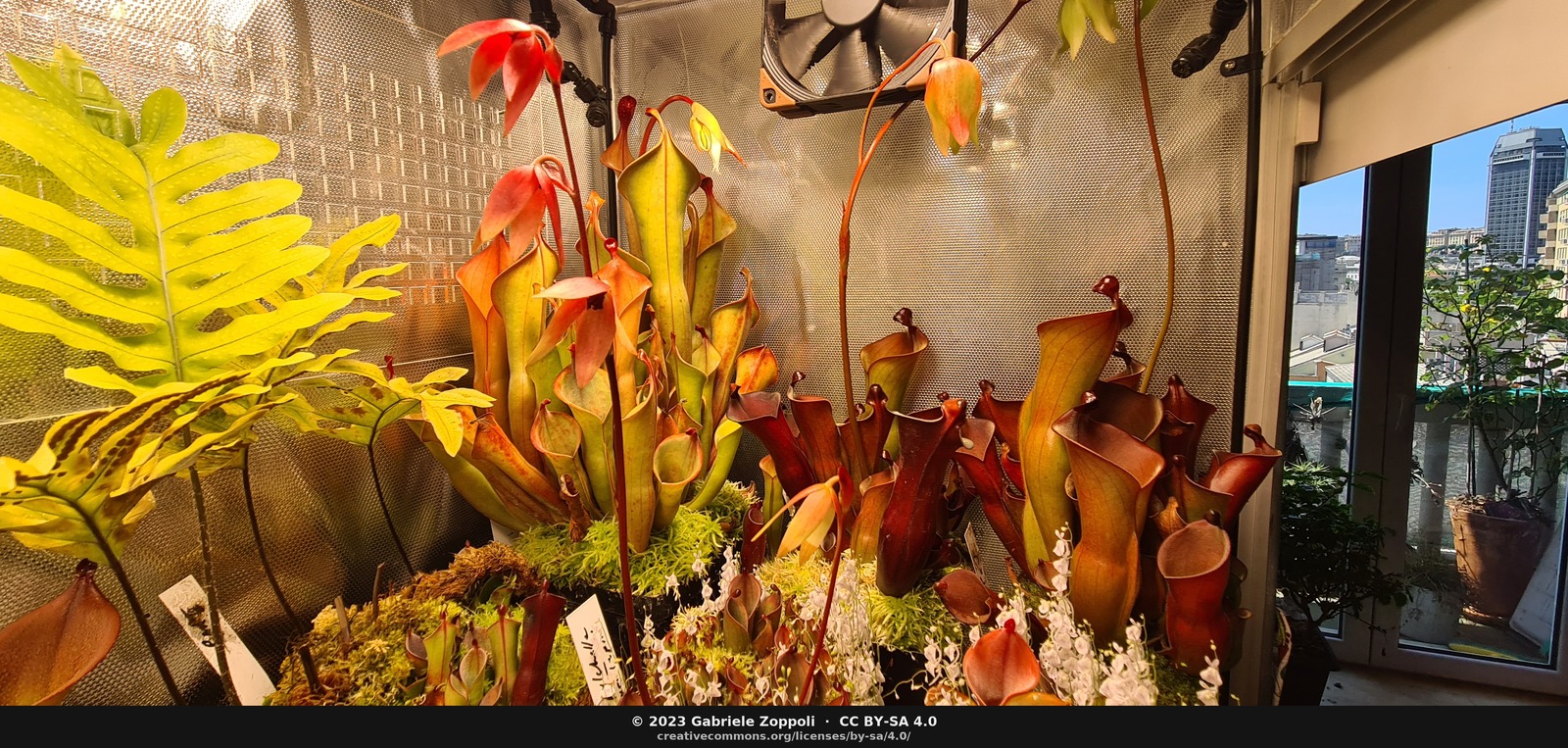 Heliamphora pitchers under the grow lights, June 2023
