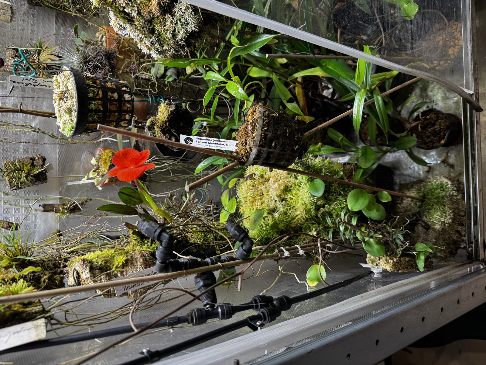 The whole frame: the *Sophronitis coccinea* is the red spot left-of-centre; the quelchii pot is nestled below it, half-hidden by its own sphagnum overflow. (Also filed on the [terrarium photo timeline](/highland/photos/).)